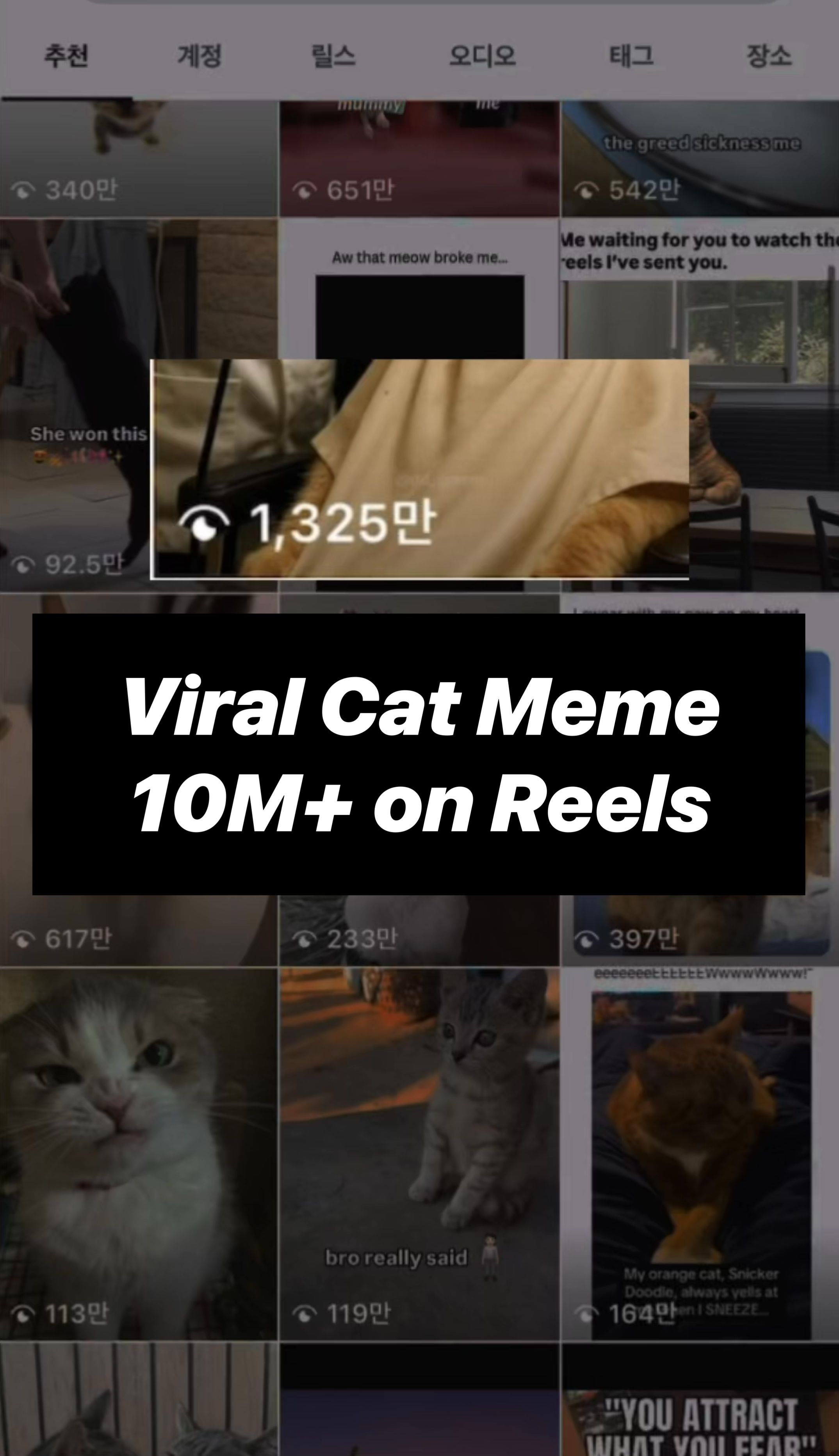 영문_고양이 밈 템플릿_Crop Image.png