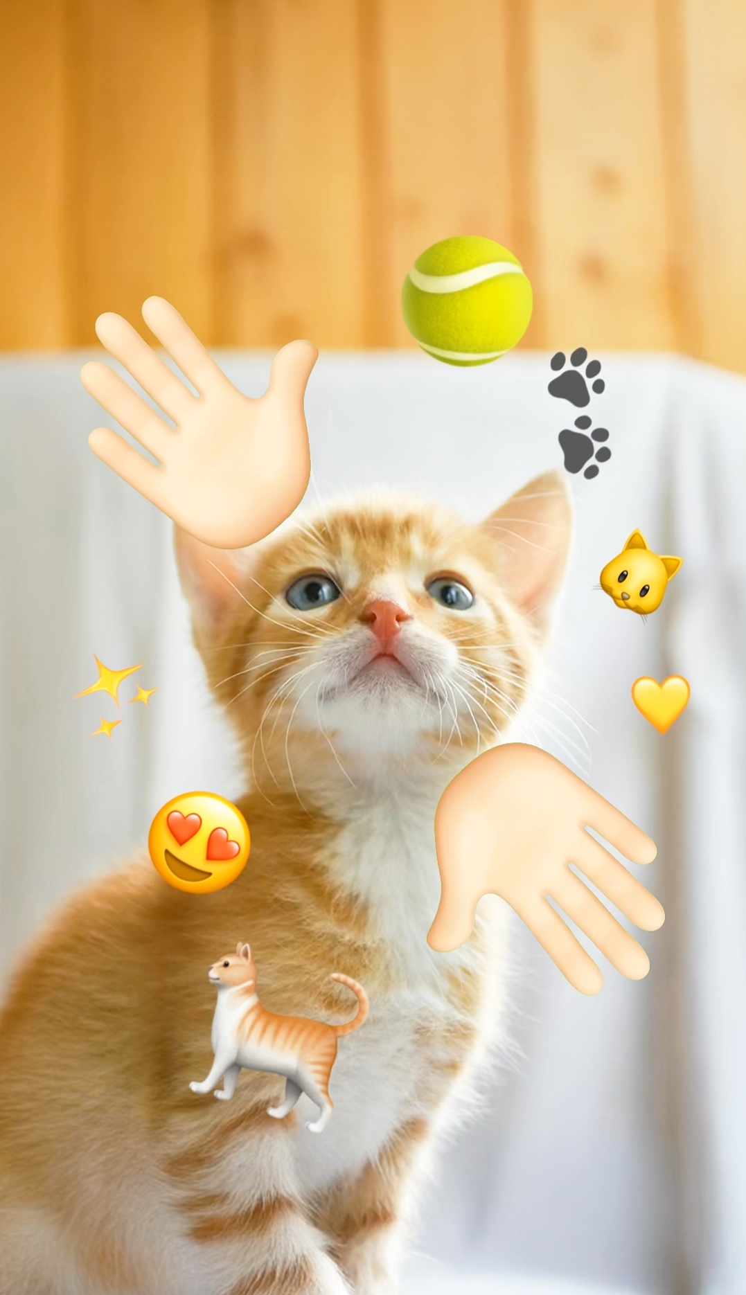 영문_주먹 콘텐츠 고양이_Crop Image.png