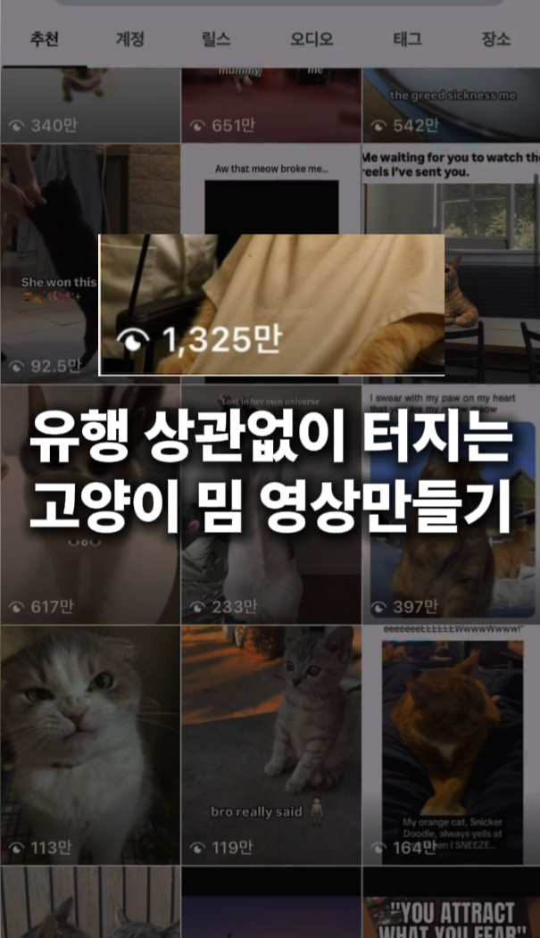 한국_바이럴 고양이_Crop Image.png